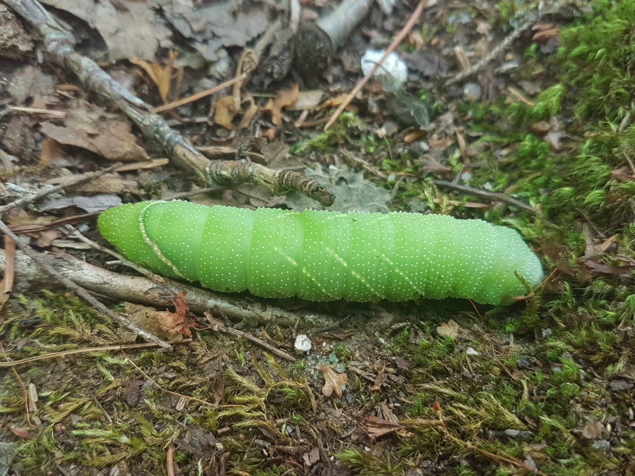 modest sphinx caterpillar