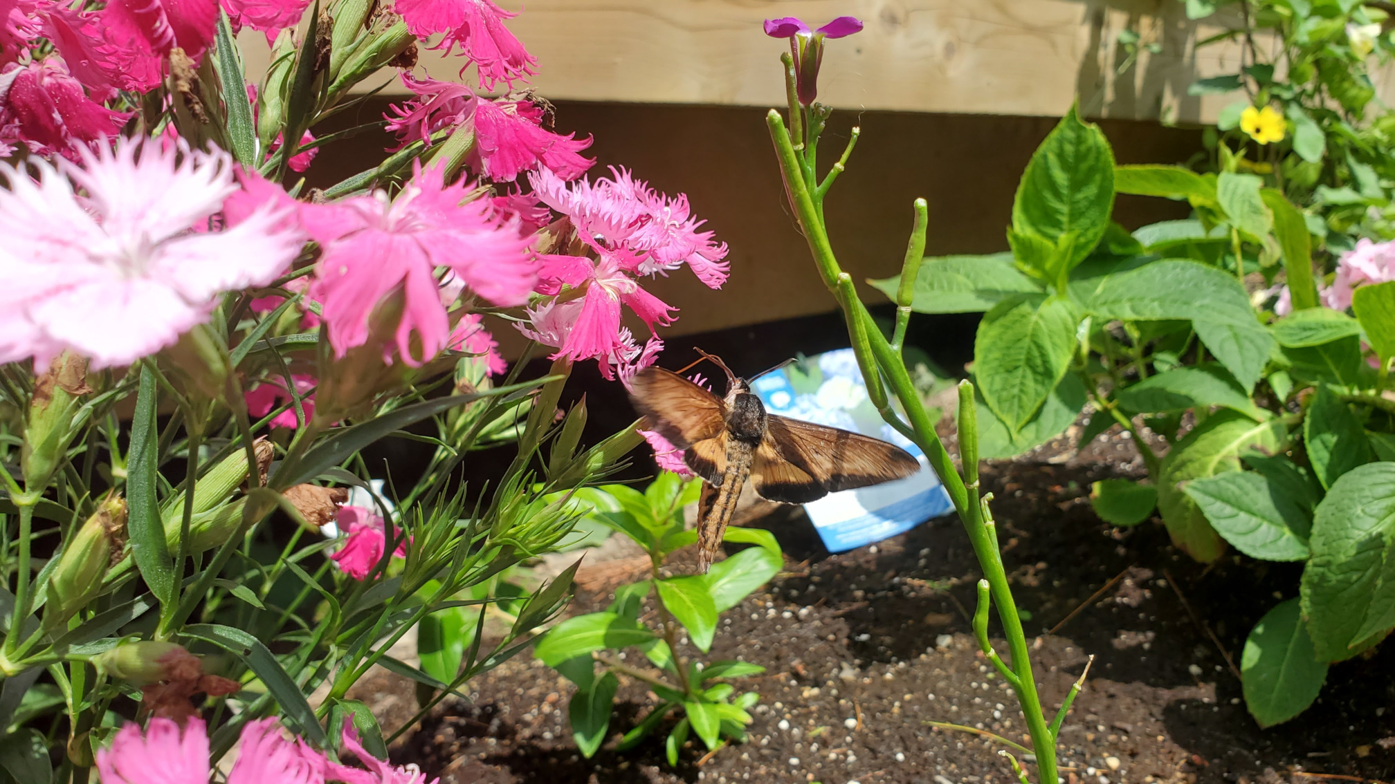 photo of clemens’ sphinx moth amongst pink flowers